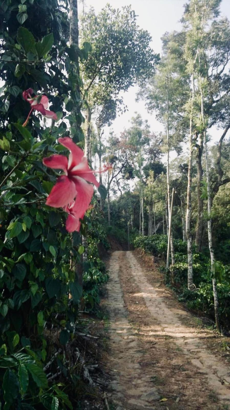 Serene Woods Villa Madikeri Exterior photo